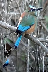 Turquoise-browed Motmot